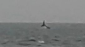 baleia-mar-grosso-e1593095626137