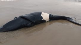 baleia-morta-praia-do-sol-4