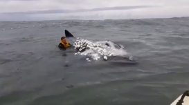 baleia-presa-redes-pesca