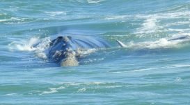 baleias-litoral-sc