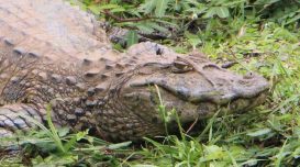 Foto: Elvis Palma/Agora Laguna