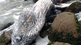 Divulgação/Prefeitura de Imbituba