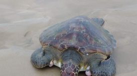 tartaruga-encontra-molhes-da-barra